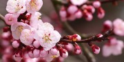 CBA总决赛辽宁主场大胜广东，取得开门红，cba总决赛辽宁主场大胜广东,取得开门红冠军